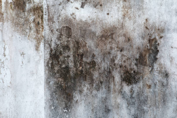  Minerva, OH Mold Removal Pros