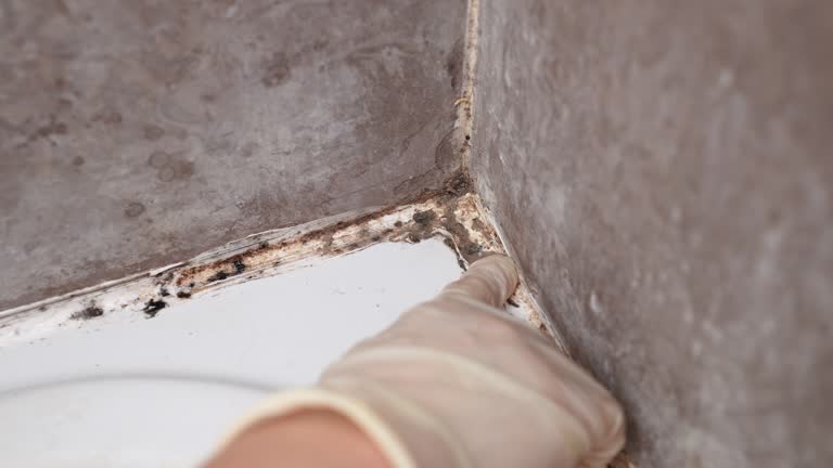 Best Mold Remediation for Healthcare Facilities  in Minerva, OH